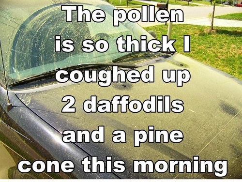 pollen so thick.jpg